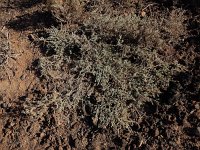 Atriplex glauca ssp ifniensis 5, Saxifraga-Ed Stikvoort